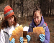 honey eating apiary spring