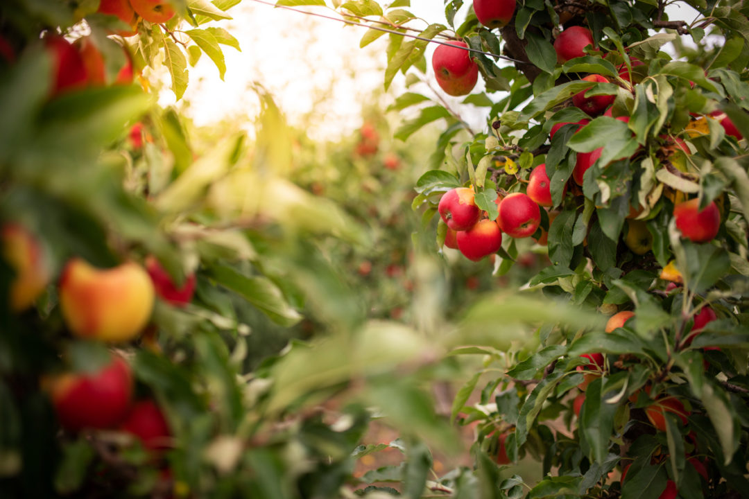 When You Go Apple Picking This Fall, Think of the Bees