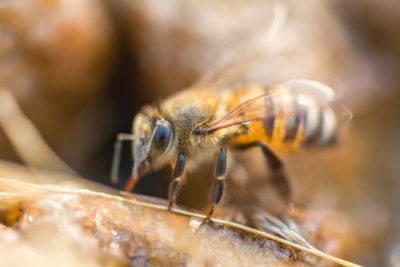 Bee Health And Scientific Updates In 2019